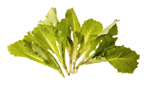 Kopfsalat — Stockfoto