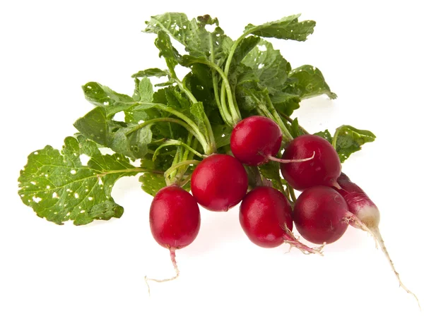 Radish — Stock Photo, Image