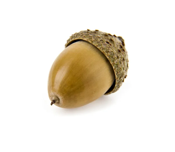 Acorns — Stock Photo, Image