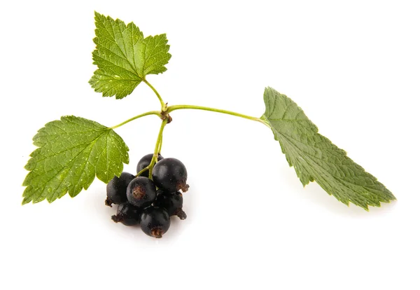 Currants — Stock Photo, Image