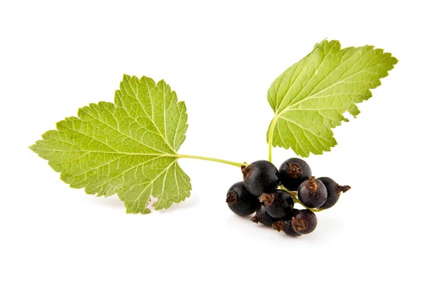 Currants — Stock Photo, Image