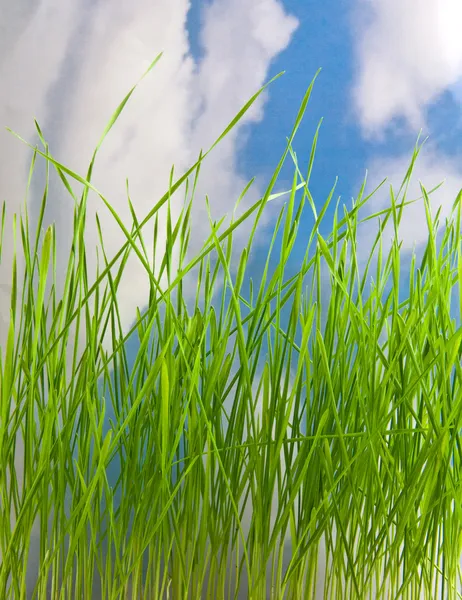 Grass — Stock Photo, Image