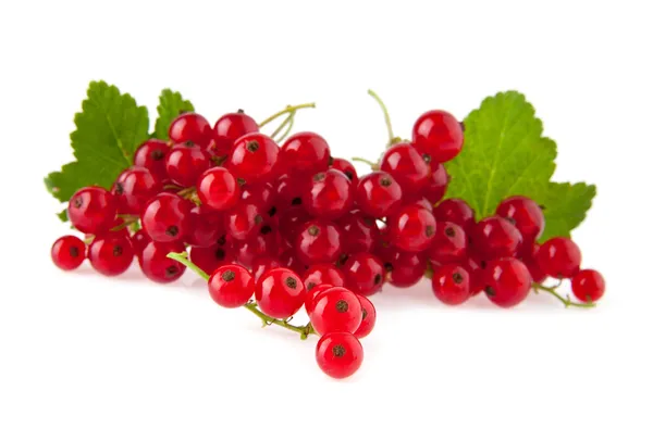 Currant — Stock Photo, Image