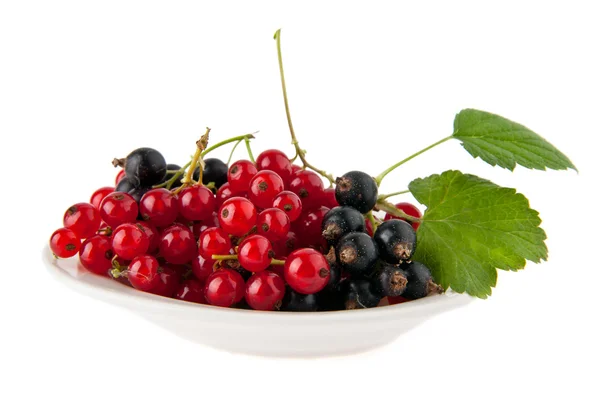 Currant — Stock Photo, Image