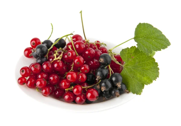 Juicy currant — Stock Photo, Image