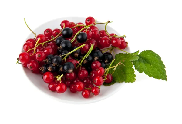 Currant — Stock Photo, Image