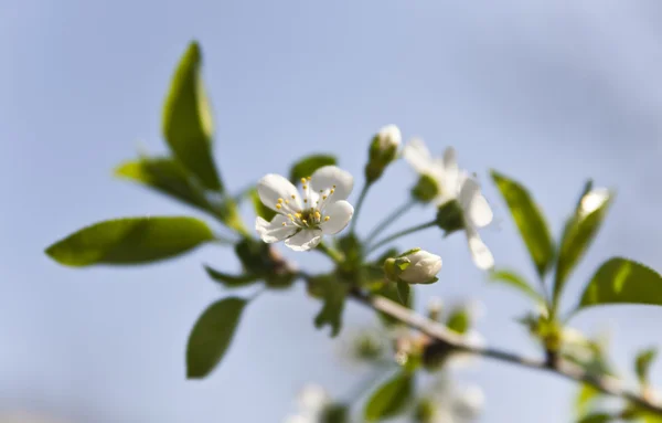 Flor es la cereza — Foto de Stock