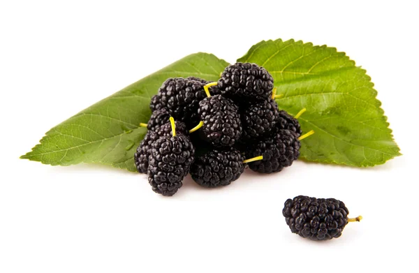 Mulberry — Stock Photo, Image