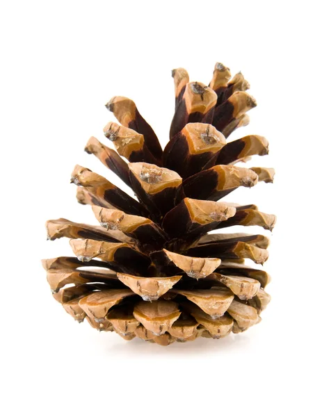 Cone — Stock Photo, Image