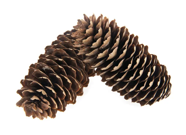 Cones — Stock Photo, Image