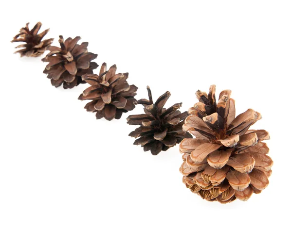 Cones — Stock Photo, Image