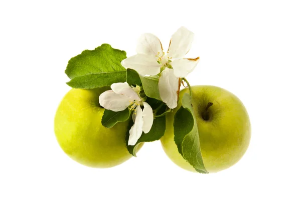 Green apples with a flower — Stock Photo, Image