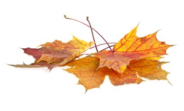 Sonbahar Yaprakları