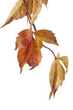 Sonbahar Yaprakları