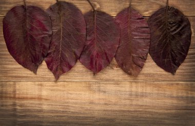 Sonbahar Yaprakları