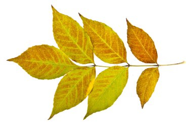 Sonbahar Yaprakları