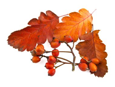 sonbahar yaprakları ve yaban kül