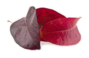 Kırmızı sonbahar yaprakları