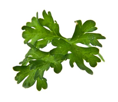 Maydanoz