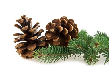 콘과 전나무 나무의 분 지