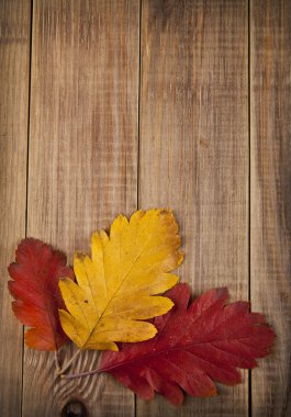 Sonbahar Yaprakları