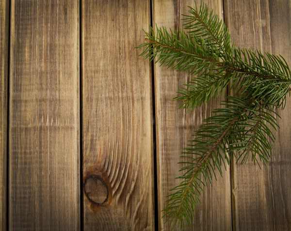 Branch of fir-tree — Stock Photo, Image