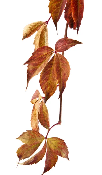 Осенние листья винограда — стоковое фото