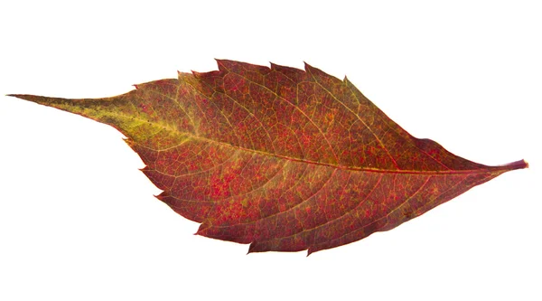 Červený podzimní list — Stock fotografie