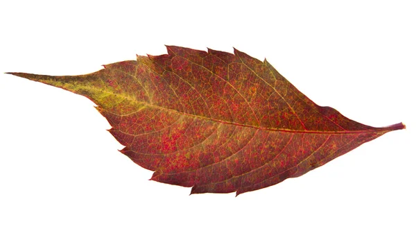 Foglia rossa autunno — Foto Stock