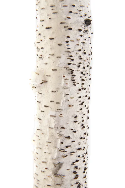 Branch of birch — Stock Photo, Image