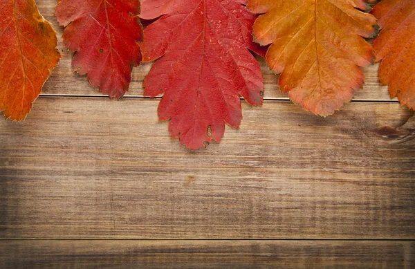 Hojas de otoño — Foto de Stock