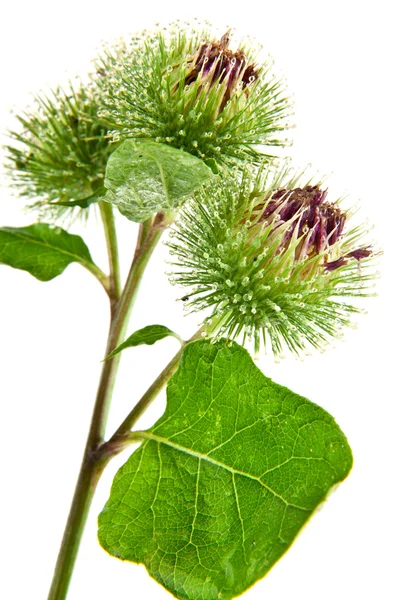 Inflorescence of Greater Burdock — Stock Photo, Image