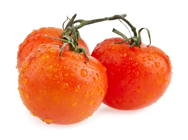 Tomaten — Stockfoto