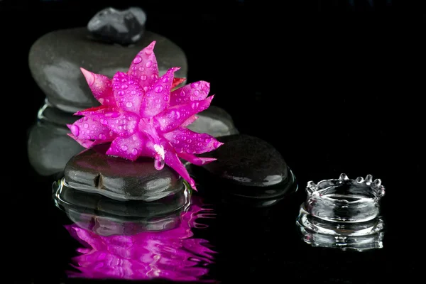 Fleur dans l'eau avec pierre — Photo