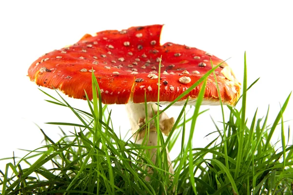 Amanita in het gras — Stockfoto