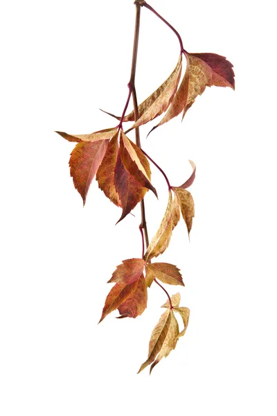 Autumn leaves of vine — Stock Photo, Image