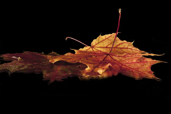 Folha de bordo — Fotografia de Stock