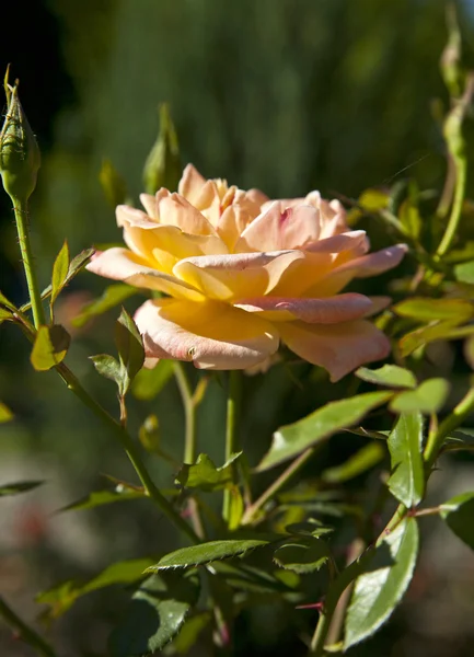 Krzew żółte róże — Zdjęcie stockowe