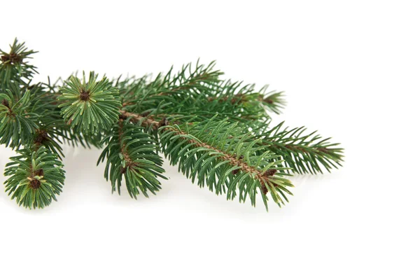 Branch of fir-tree — Stock Photo, Image