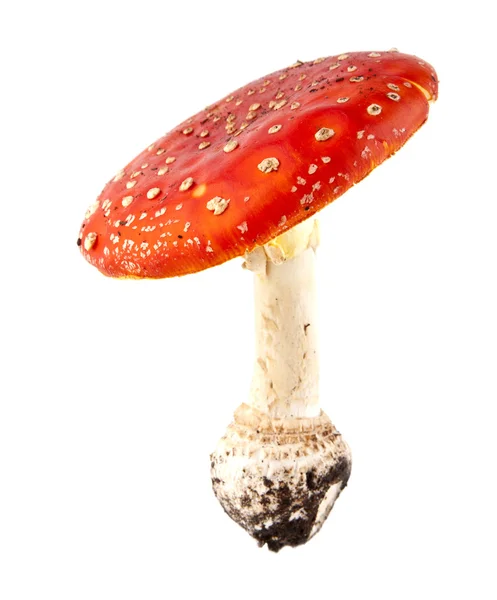 Fly-agaric — Stock Photo, Image