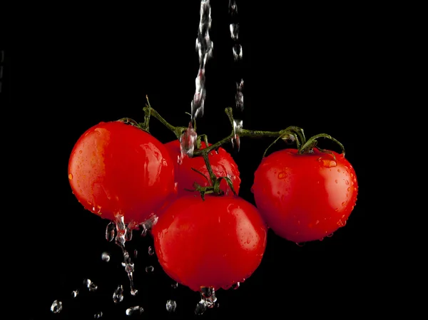 Pomidory z kropli wody — Zdjęcie stockowe