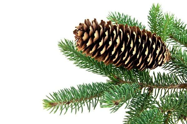 Fir tree branch — Stock Photo, Image