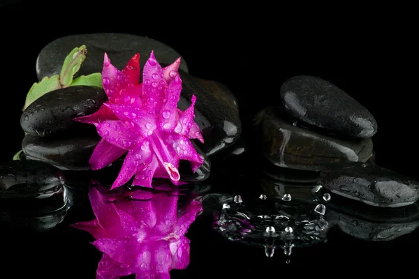 Fleur dans l'eau avec pierre — Photo