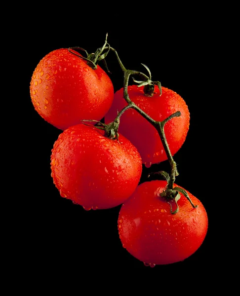 Tomaten — Stockfoto