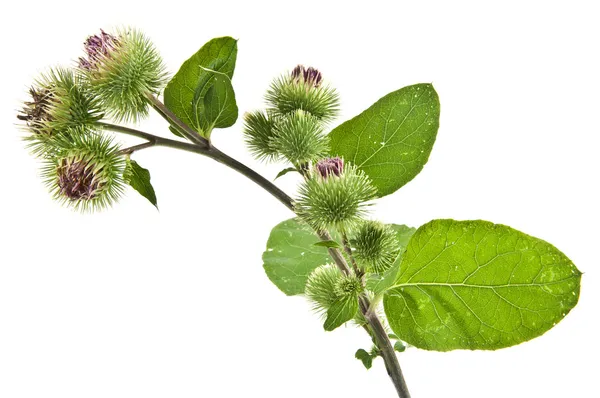 Inflorescence of Greater Burdock Rechtenvrije Stockafbeeldingen