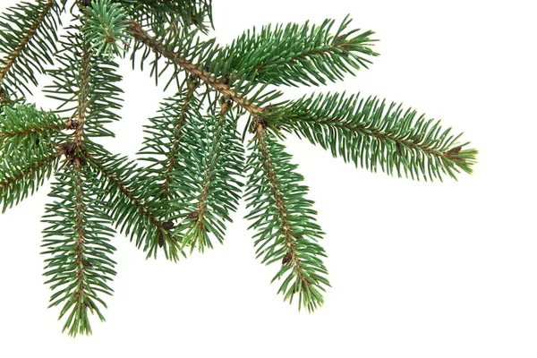 Branch of fir-tree — Stock Photo, Image