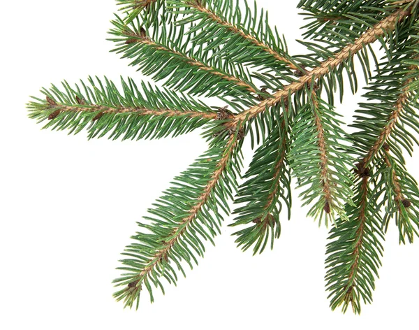 Branch of fir-tree — Stock Photo, Image