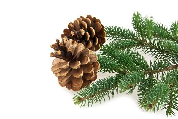 Cone and branch of fir-tree Royalty Free Stock Photos