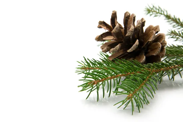 Branch of fir-tree and cone — Stock Photo, Image