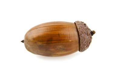 palamut